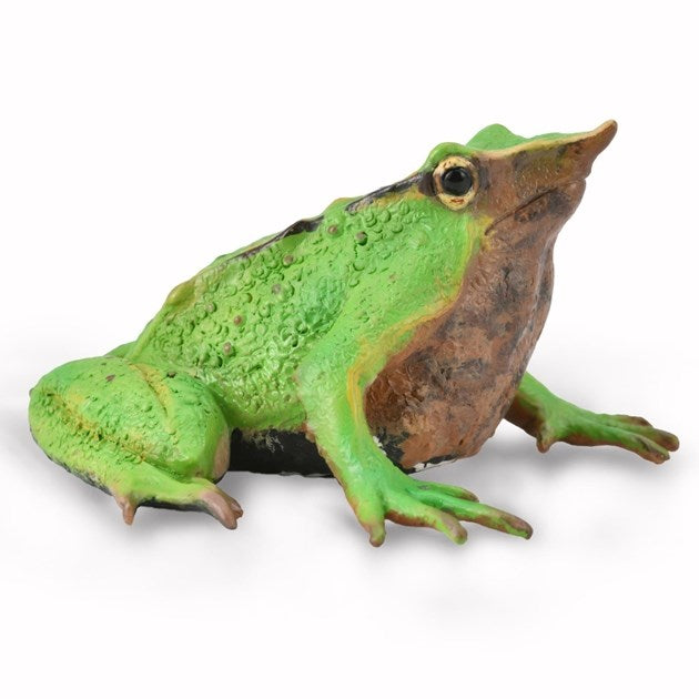 CollectA Darwin's Frog Figurine M (7773056565474)