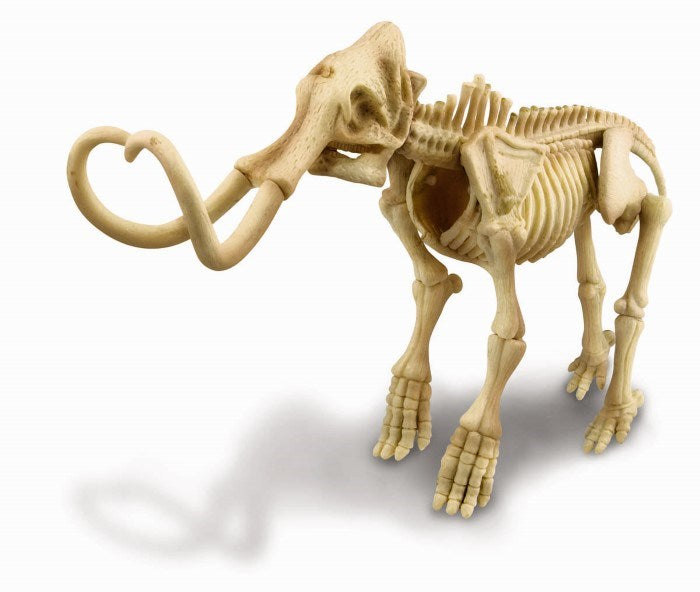 4M Science Mammoth Skeleton (7469659422946)