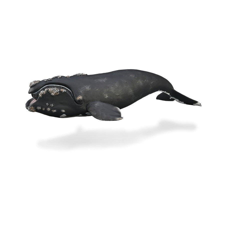 CollectA Right Whale (XL) (8262294700258)