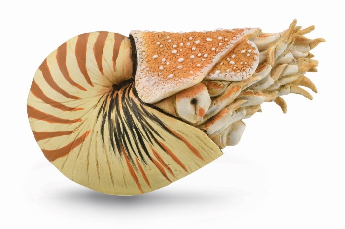 CollectA Nautilus pompilius Figurine XL (6899037175990)